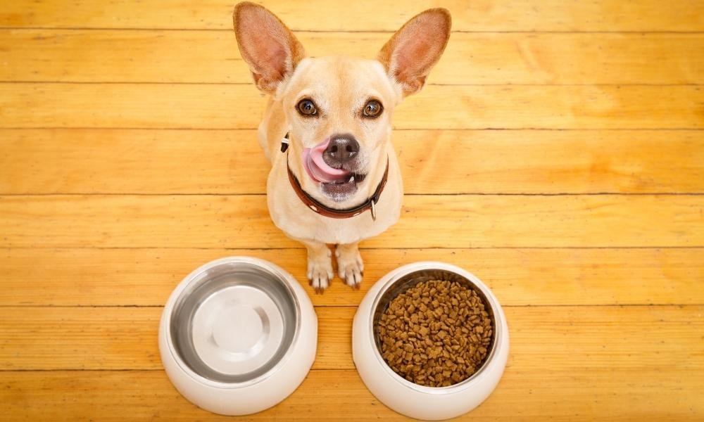מה אסור לכלבים לאכול