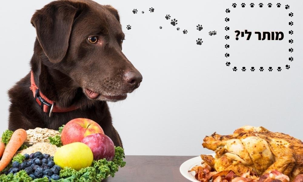 מה מותר לכלבים לאכול
